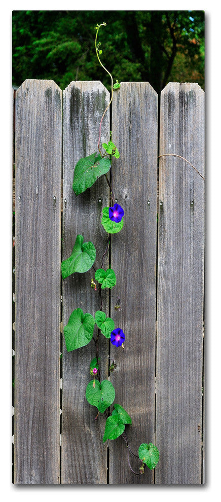 ''Morning Glory Fence 2'' Canvas Art by Kurt Shaffer
