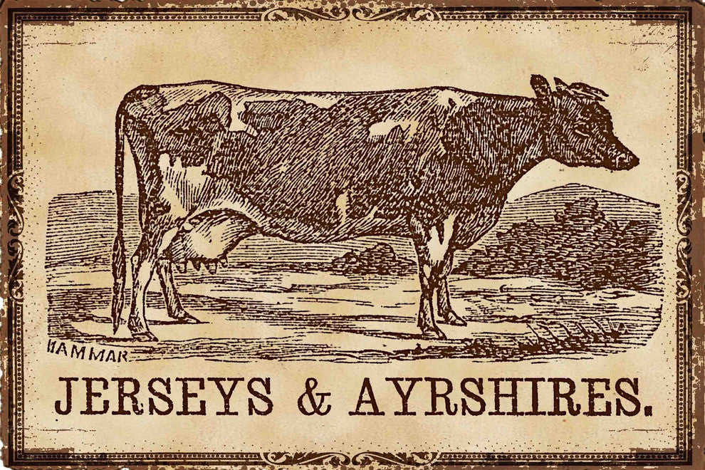 "Cows Jerseys" Painting Print on Canvas