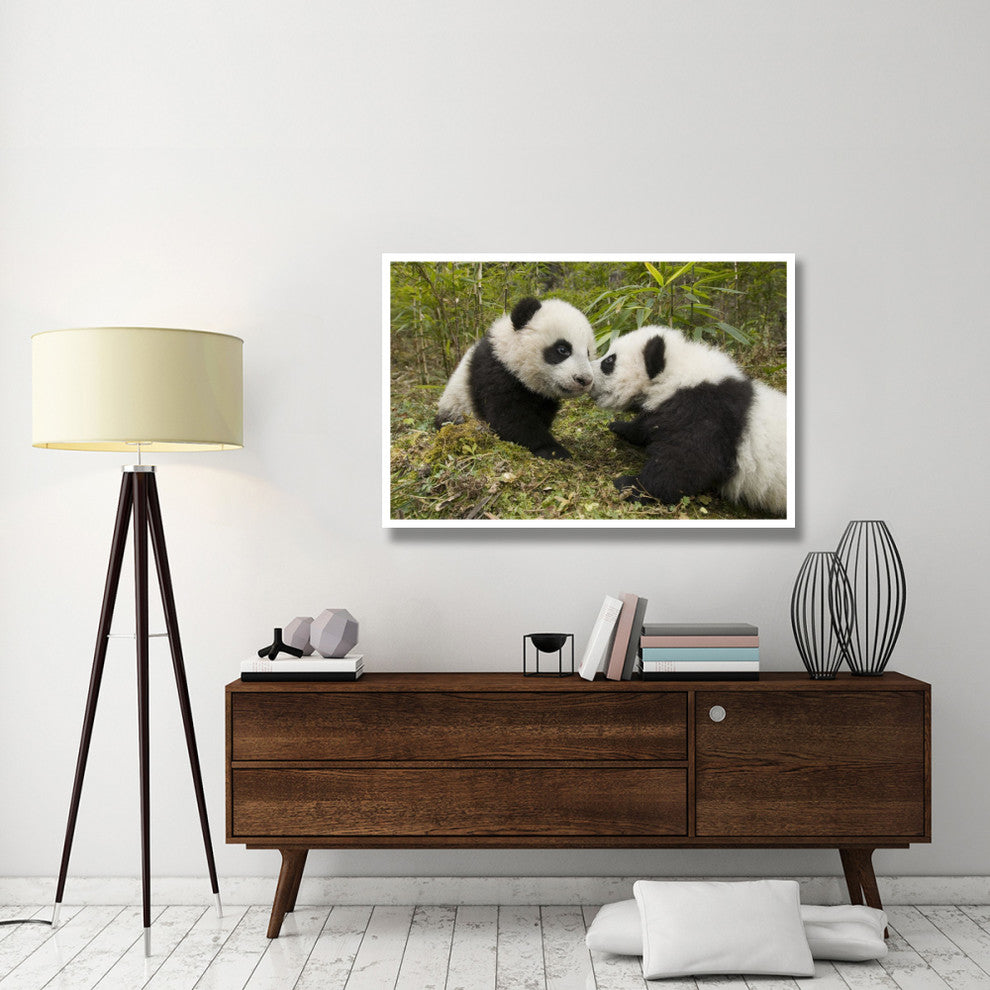 "Giant Panda two cubs touching noses, Wolong Nature Reserve" Paper Art, 50"x34"