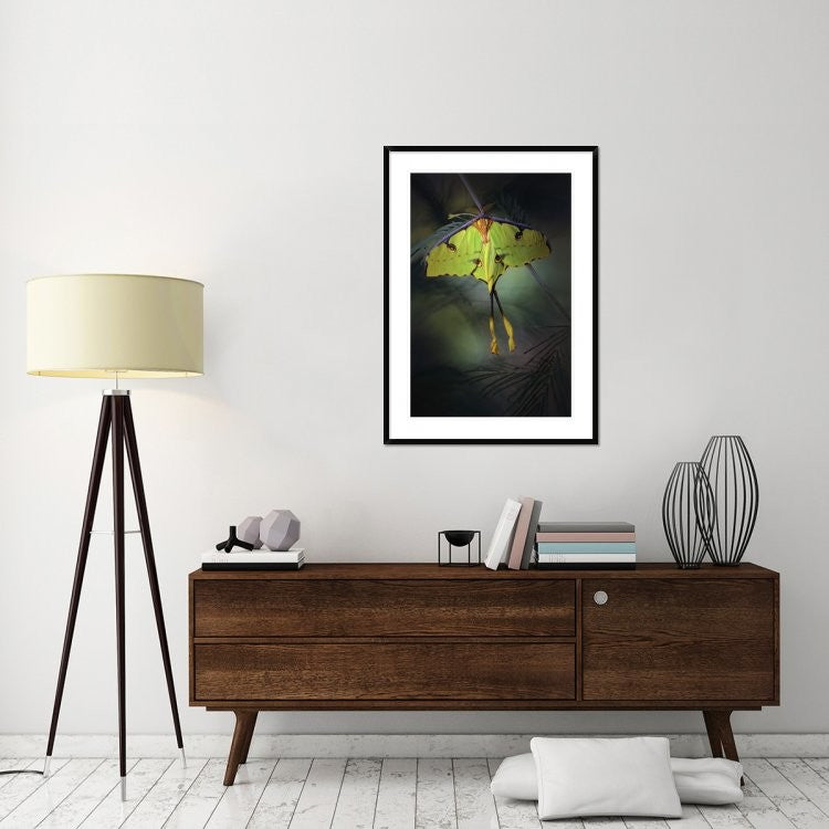 "Moon Moth" Framed Digital Print by Jimmy Hoffman, 32x44"