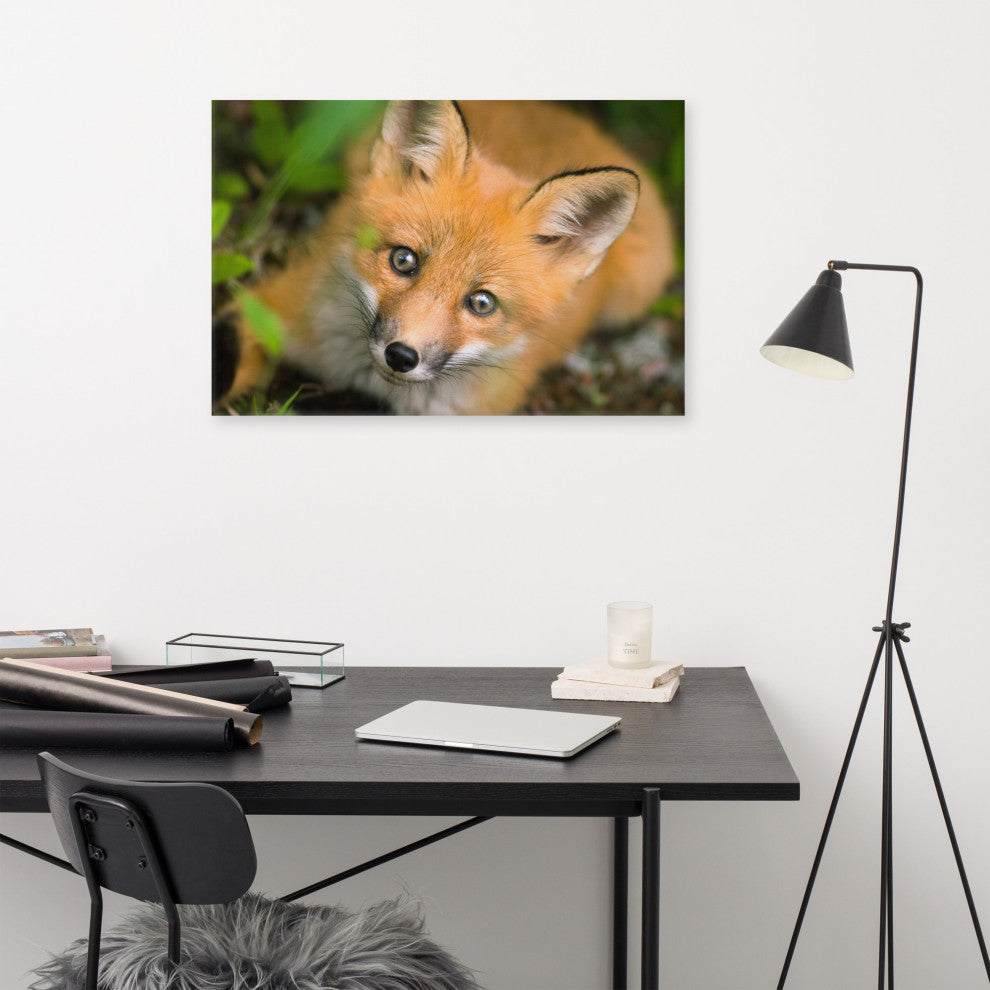Young Red Fox Face Animal Wildlife Nature Photograph Canvas Wall Art Prints, 24" X 36"