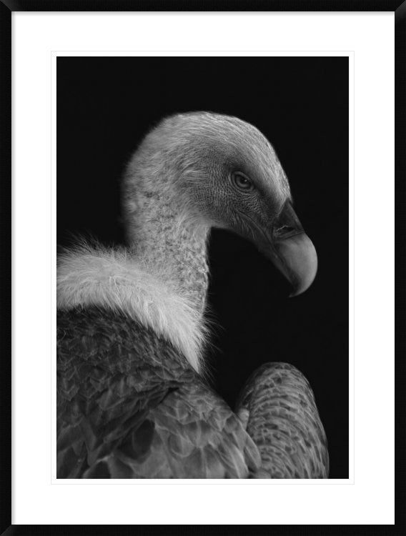 "Majestic" Framed Digital Print by Jimmy Hoffman, 28"x38"