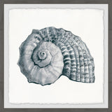 "Sturdy Shell" Framed Painting Print, 18"x18"