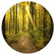 Sunset In Green Autumn Forest, Modern Forest Disc Metal Artwork, 36"