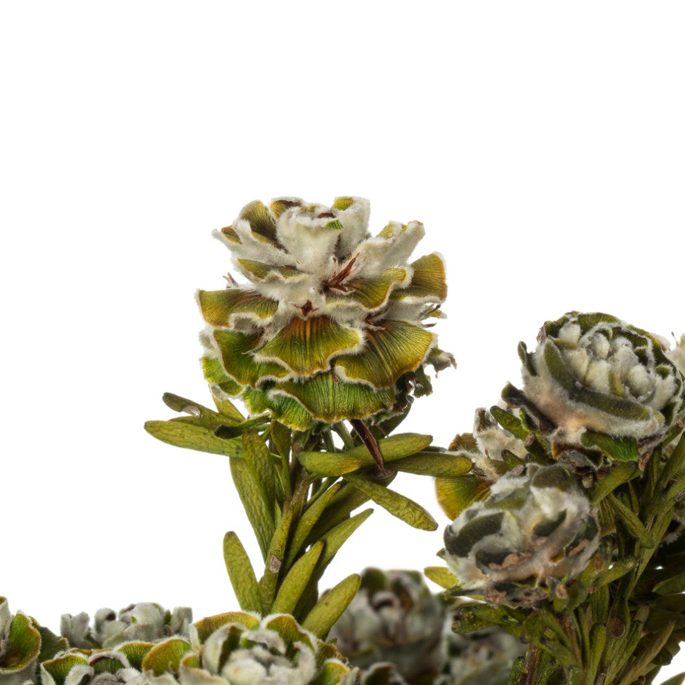 all Natural Tortum Bundle, Female, Preserved , Natural White, 12-18"