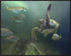 "Green Sea Turtle and fish, Sabah, Malaysia"  by Tim Fitzharris, 33x25"