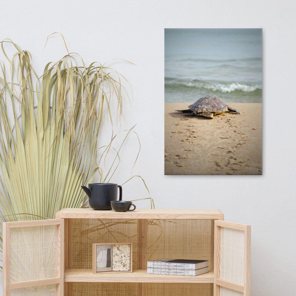 Baby Loggerhead Sea Turtle - Ocean Wildlife Photograph Canvas Wall Art Prints, 24" X 36"