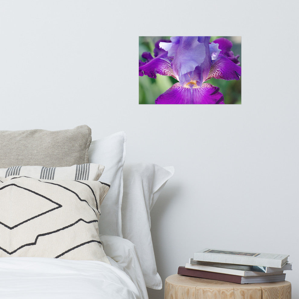 Glowing Iris Nature Photography, Floral Unframed Wall Art Print, 12" X 18"