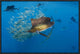 Atlantic Sailfish Group Hunting Round Sardinella, Isla Mujeres, Mexico, 24"x16"