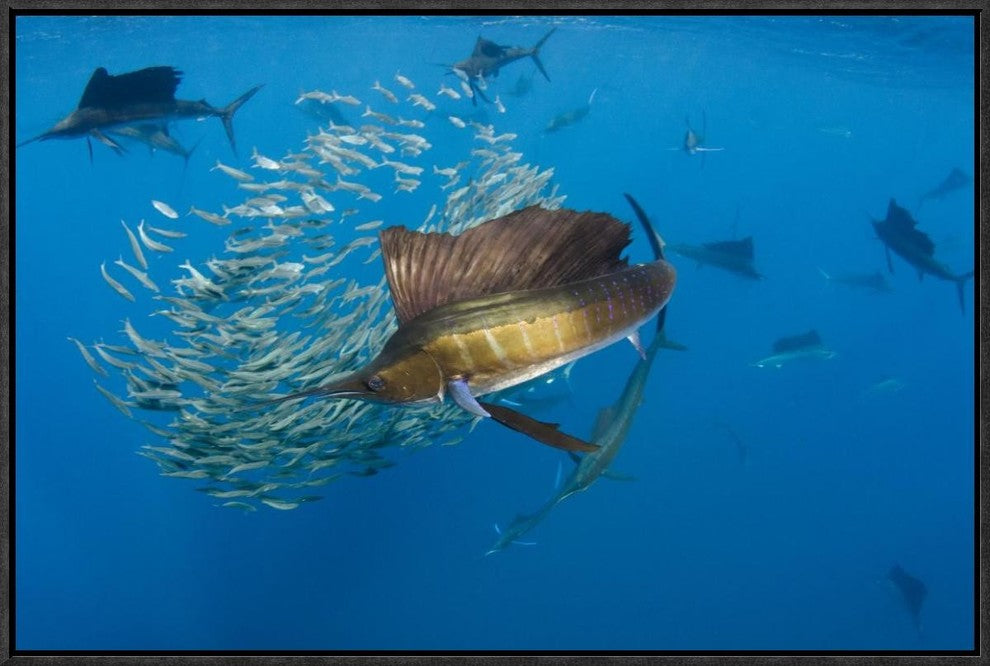 Atlantic Sailfish Group Hunting Round Sardinella, Isla Mujeres, Mexico, 24"x16"