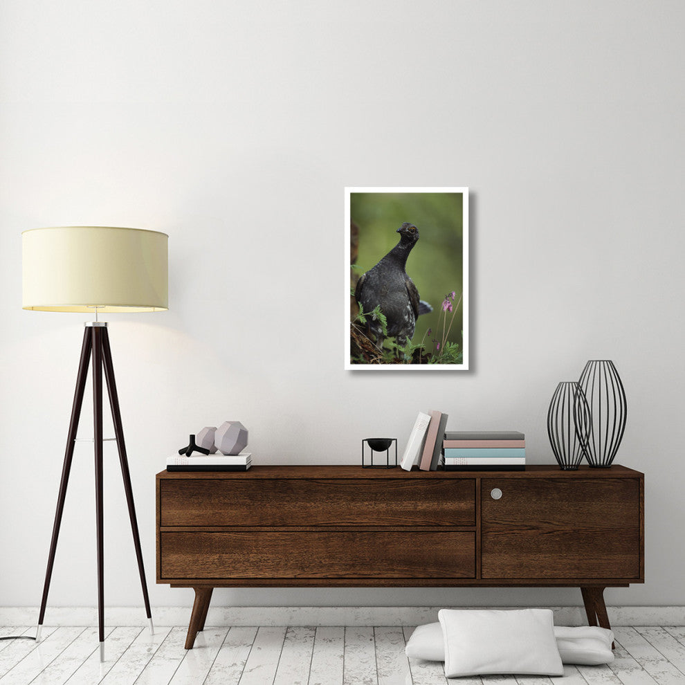 "Blue Grouse, North America" Digital Paper Print by Tim Fitzharris, 22"x32"