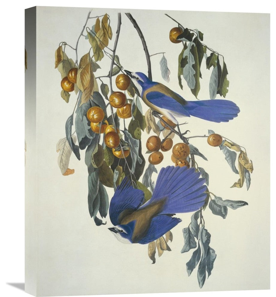 "Florida Jay" Stretched Canvas Giclee by John James Audubon, 18"x22"