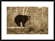 Black Bear Adult, Standing On Rock In Woodland, Minnesota, 30"x22"