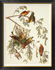 "American Crossbill" Framed Canvas Giclee by John James Audubon, 30x38"