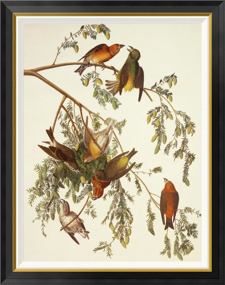 "American Crossbill" Framed Canvas Giclee by John James Audubon, 30x38"
