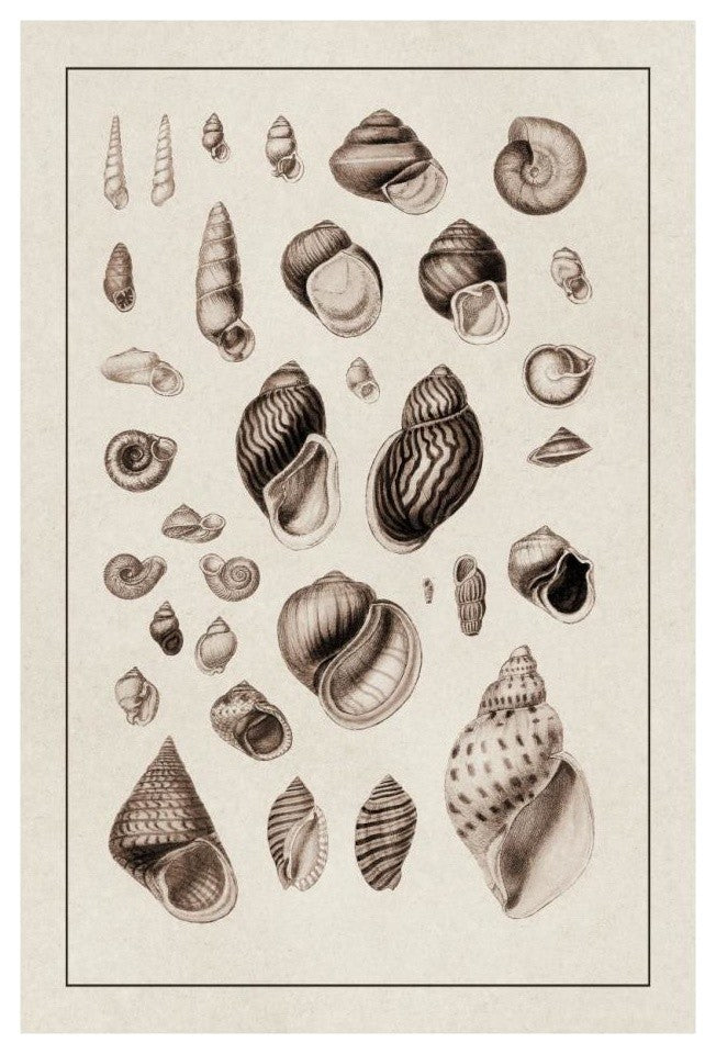 "Shells: Sessile Cirripedes #2 (Sepia)" Paper Print by G.B. Sowerby, 18"x26"