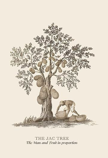 The Jac Tree- Gallery Wrapped Canvas Art 28" x 42"