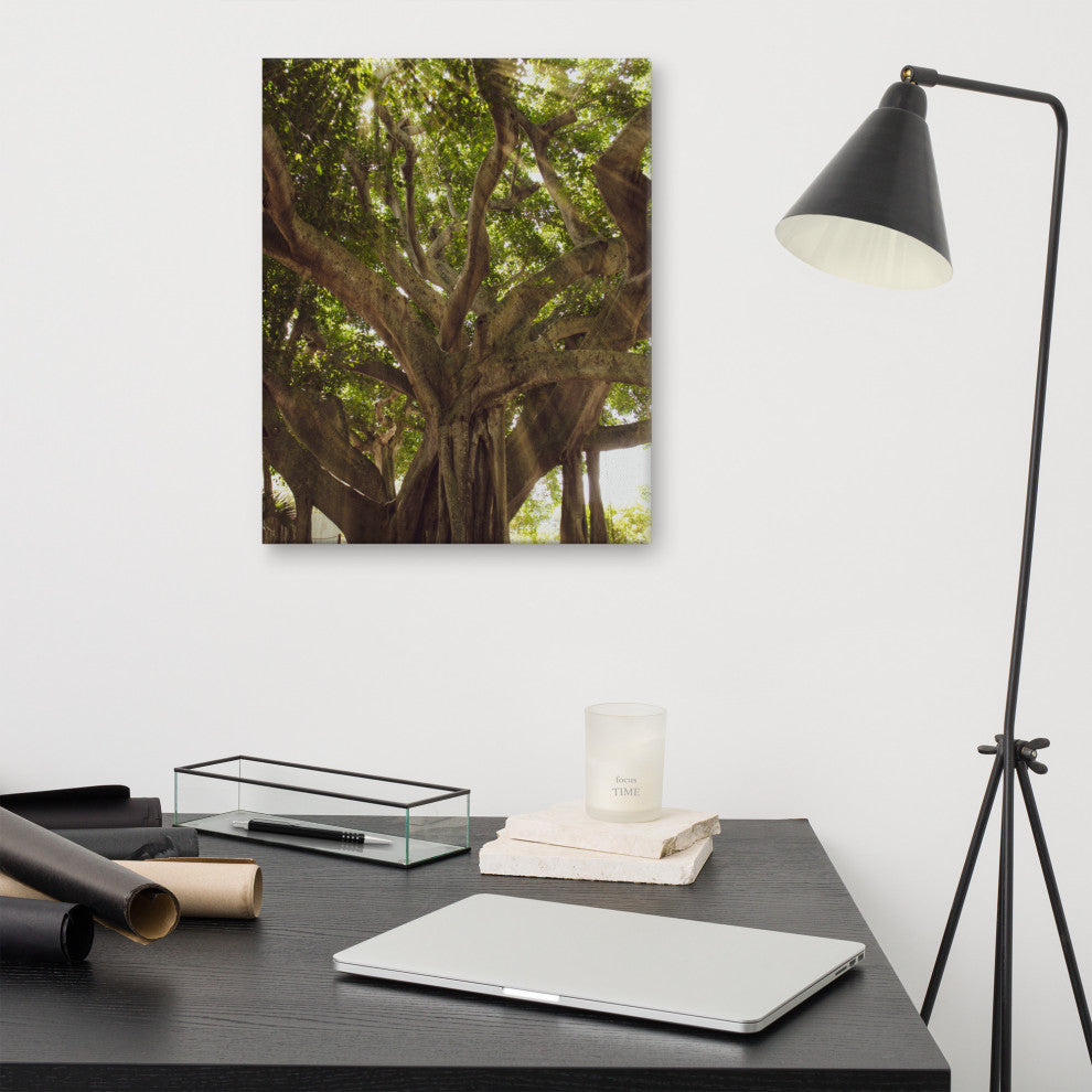 Banyan Tree With Glory Rays of Sunlight Botanical Photo Canvas Print, 16" X 20"