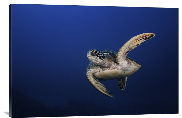 "Green Turtle" Stretched Canvas Giclee by Barathieu Gabriel, 36x24"