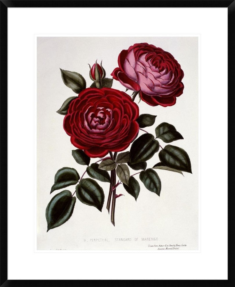 "H Perpetual, Standard of Marengo" Framed Digital Print by Henry Curtis, 24"x30"