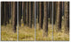 Dark Fall Forest with Green Grass, Modern Forest Canvas Art, 48"x28", 4 Panels