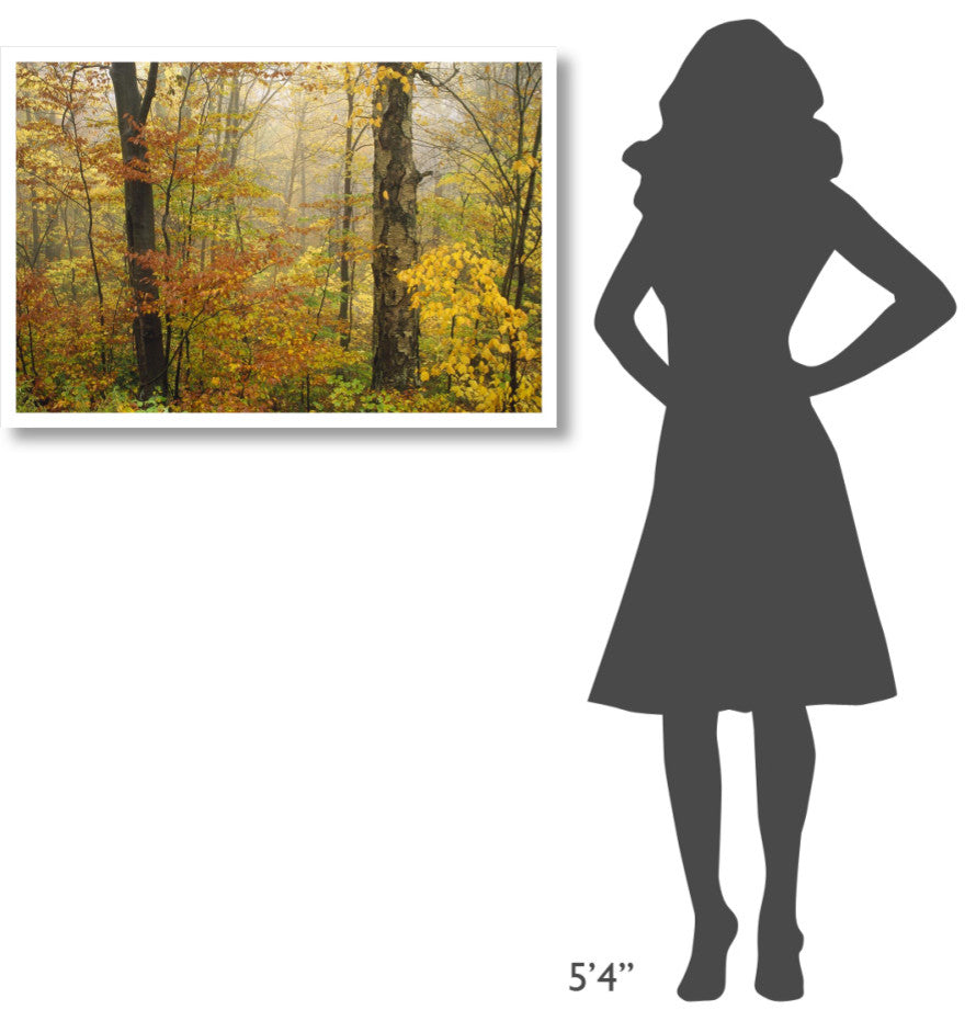 "Mixed deciduous forest in autumn, Mill Brook, Vermont" Paper Art, 38"x26"