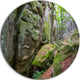 Wild Deep Moss Forest Ukraine, Landscape Large Disc Metal Wall Art, 36"