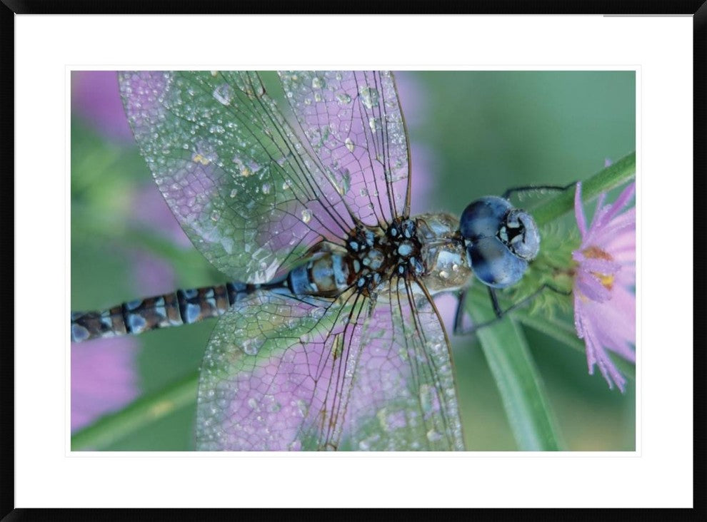 Southern Hawker Dragonfly Close-Up, On Stem, New Mexico, 36"x26"