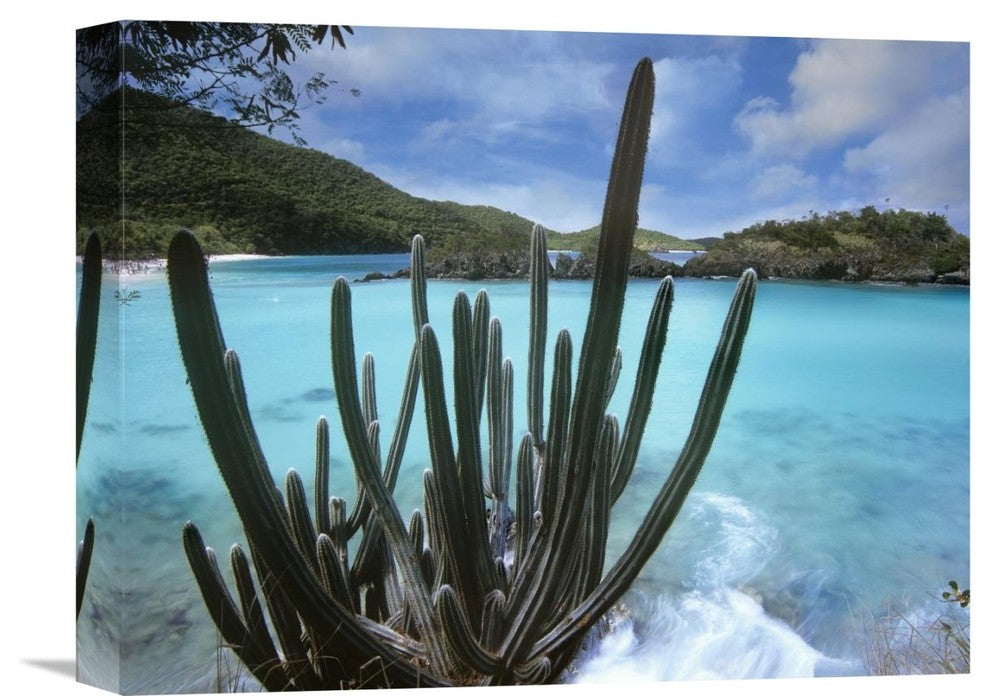 "Cactus Growing Along Trunk Bay,  Virgin Islands" Artwork, 16" x 12"