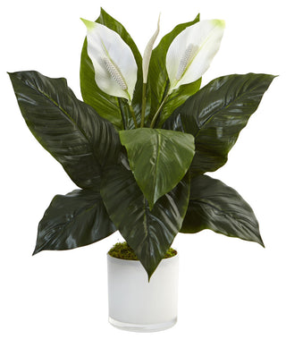 Full product on white background showing entire plant and pot (primary product image).
