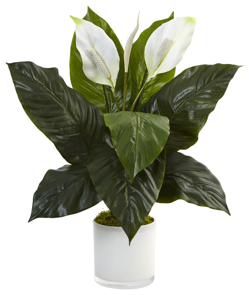 Full product on white background showing entire plant and pot (primary product image).