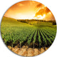 Sunset Vineyard Panorama, Round Metal Wall Art Landscape, 36"
