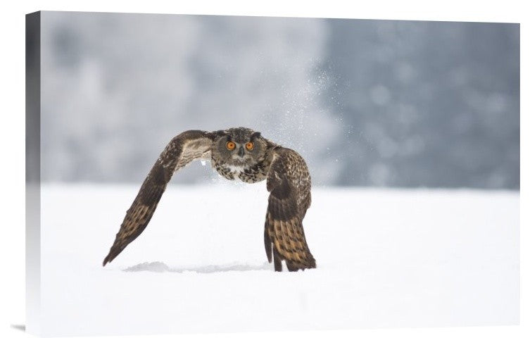 "Eurasian Eagle-Owl" Stretched Canvas Giclee by Milan Zygmunt, 18x12"