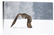 "Eurasian Eagle-Owl" Stretched Canvas Giclee by Milan Zygmunt, 18x12"