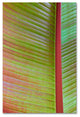 Cora Niele ''Leaf Texture VI'' Canvas Art