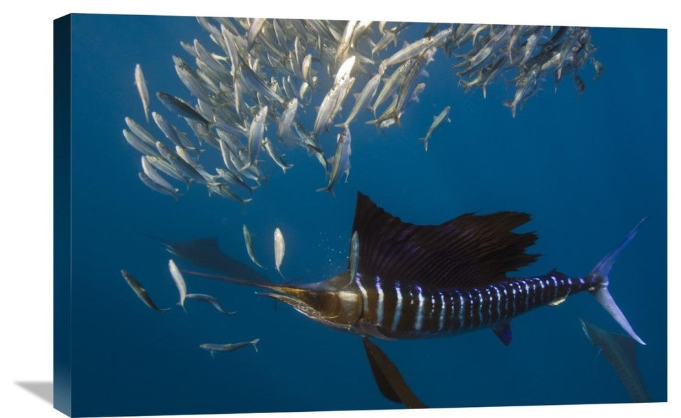 "Atlantic Sailfish Hunting Round Sardinella, Isla Mujeres, Mexico" Artwork