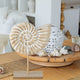 Abstract Nautilus Table Sculpture, 11 Inches