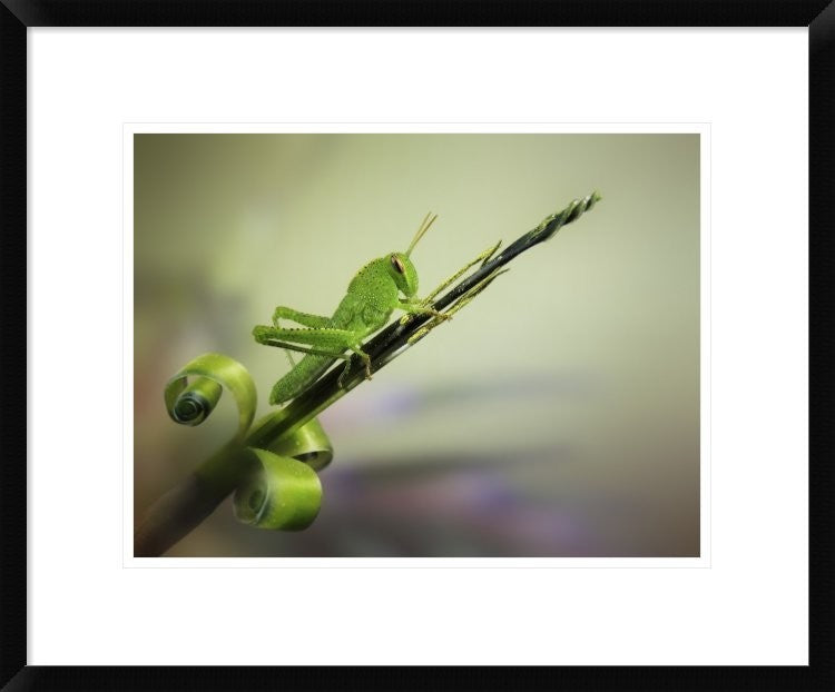 "Saltamontes" Framed Digital Print by Jimmy Hoffman, 24x20"