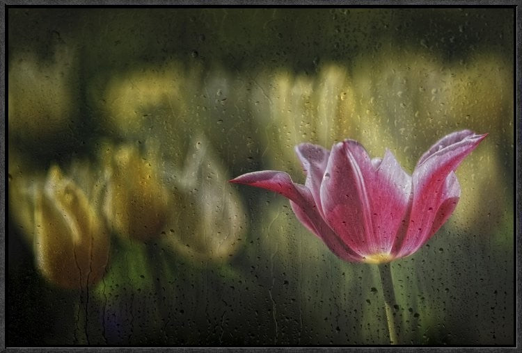 "Kiss Of The Rain" Framed Canvas Giclee by Ricky Siegers, 25x17"