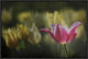 "Kiss Of The Rain" Framed Canvas Giclee by Ricky Siegers, 25x17"
