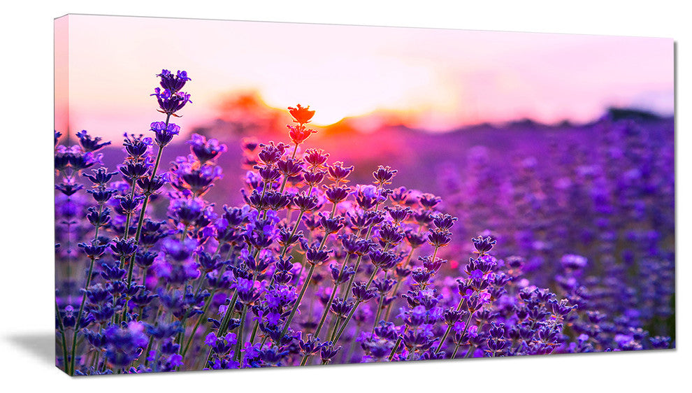 Summer Sunset over Lavender Field, Floral Canvas Art Print, 32"x16"