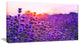 Summer Sunset over Lavender Field, Floral Canvas Art Print, 32"x16"