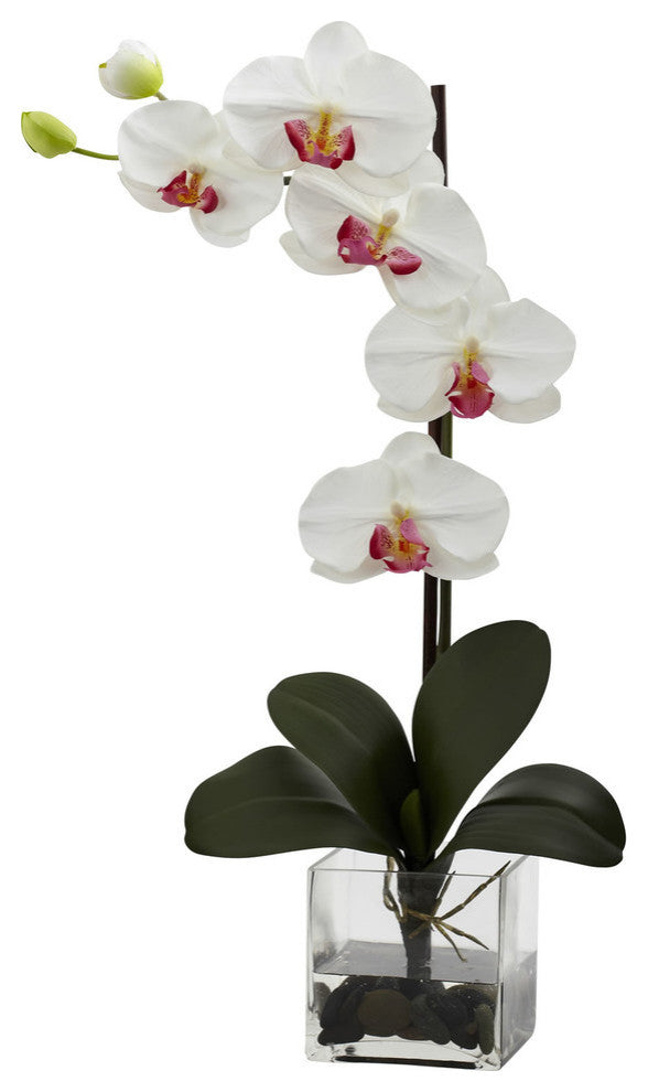Giant Phalaenopsis Orchid With Vase Arrangement, White