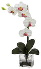 Giant Phalaenopsis Orchid With Vase Arrangement, White