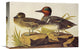 "American Green-Winged Teal" Artwork, 18"x12"