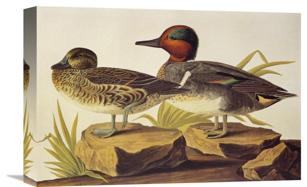 "American Green-Winged Teal" Artwork, 18"x12"