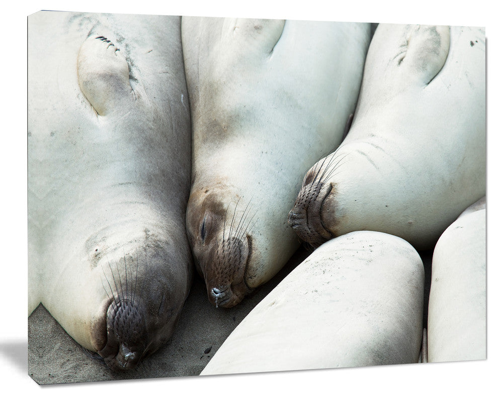 Sea Elephants Taking Nap, Abstract Canvas Art Print, 20"x12"