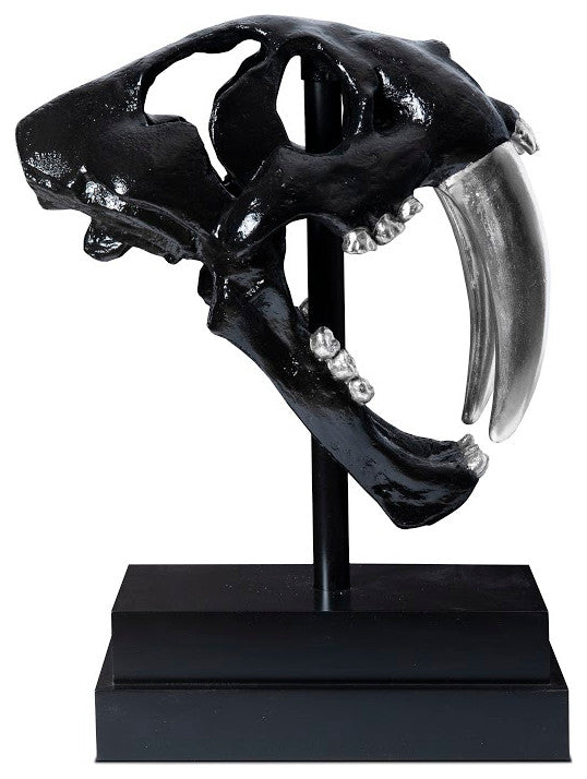 Saber Tooth Tiger Skull, Black