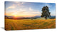 "Lonely Tree on Meadow at Sunset" Landscape Photo Wall Art, 32"x16"