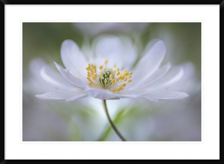 "Nemorosa Nirvana" Framed Digital Print by Mandy Disher, 38"x28"